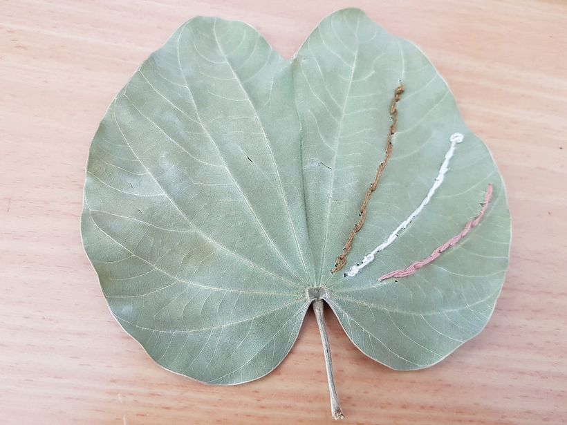 Just started with this simple design to get used to embroidering on leaves.