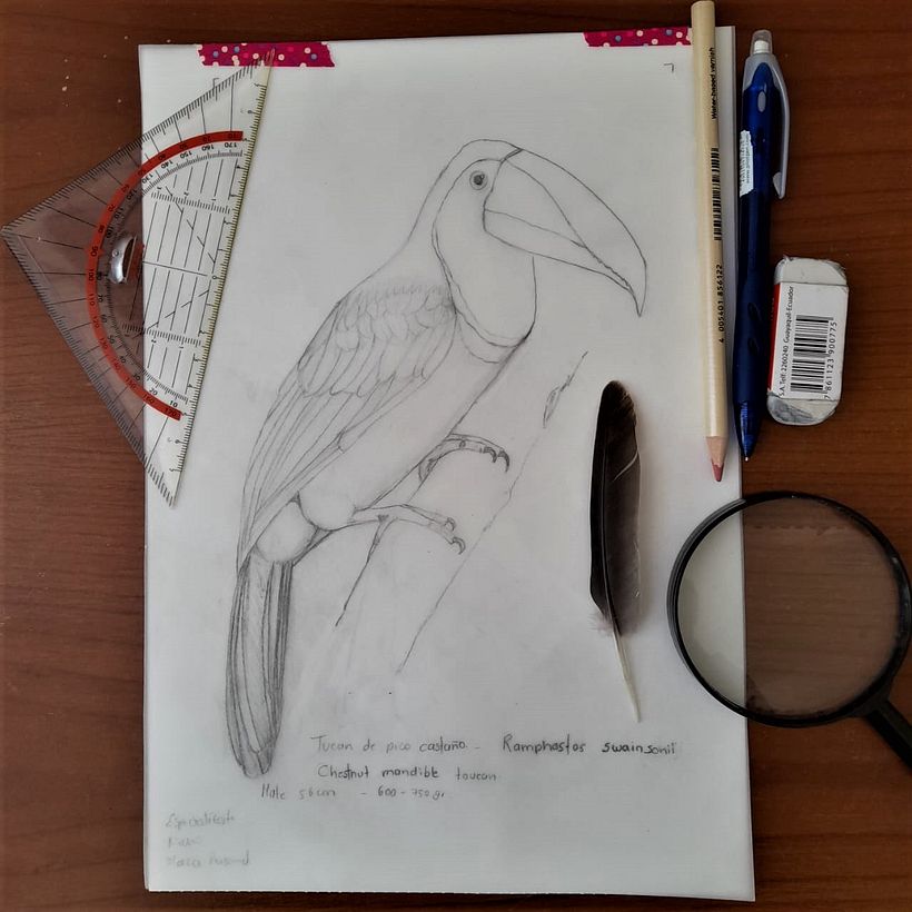 Mi proyecto del curso: Ilustración naturalista de aves con acuarela 4