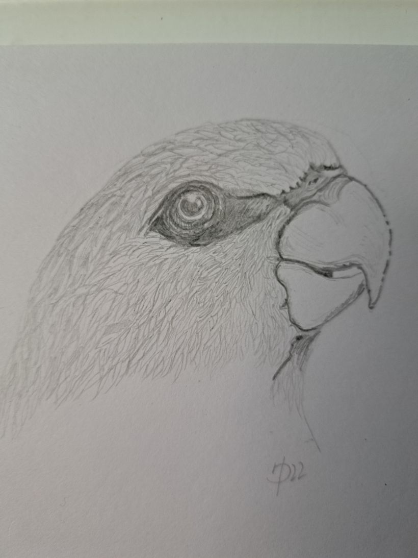 Here is the finished drawing. Love parrots.