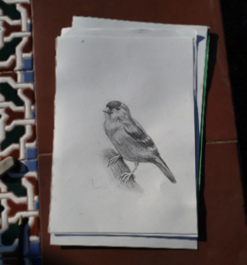Mi proyecto del curso: Pintura al óleo para retrato naturalista de aves 2
