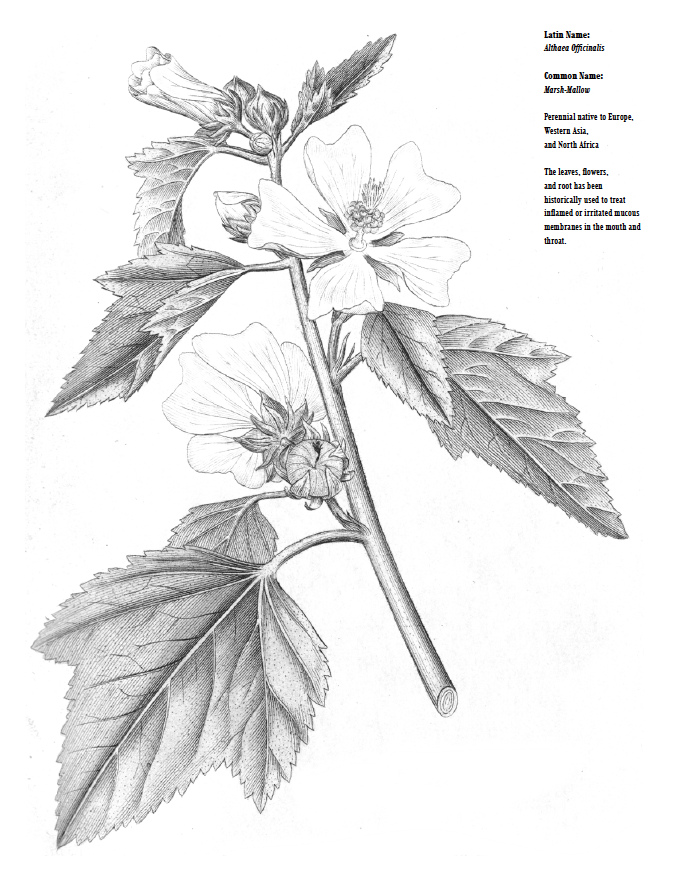 Die Universität von Maryland stellt ein Malbuch zur Verfügung, das der botanischen Illustration gewidmet ist.