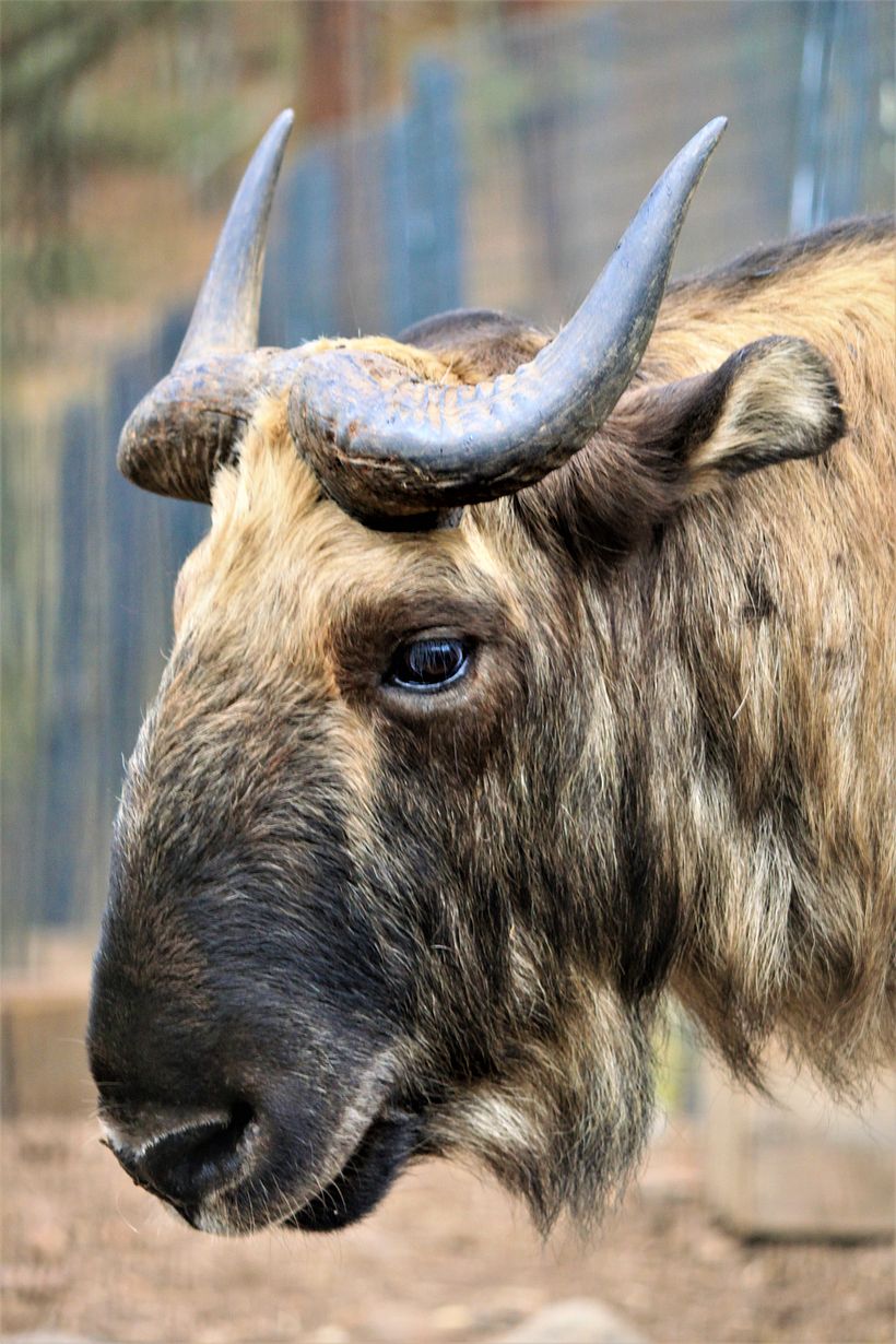 The endangered Takin, native to the region. Legend says a Tibetan saint created it by mixing the bodies of a cow and a goat.