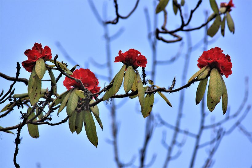 Blooming season of rhododendrons, from April till July, sprinkle the mountains with hints of red and pink.