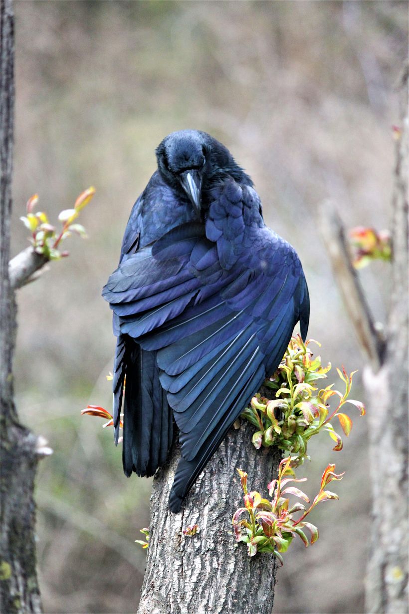 Raven. Bhutanese Dragon-Kings traditionally wear a crown surmounted by a raven head.