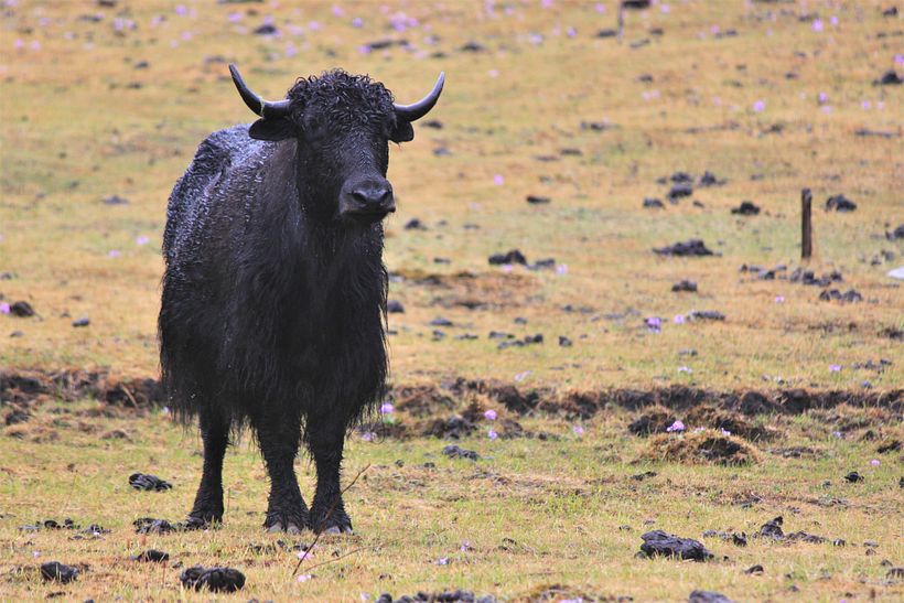 Under the watchful eye of a yak in the Haa Valley.