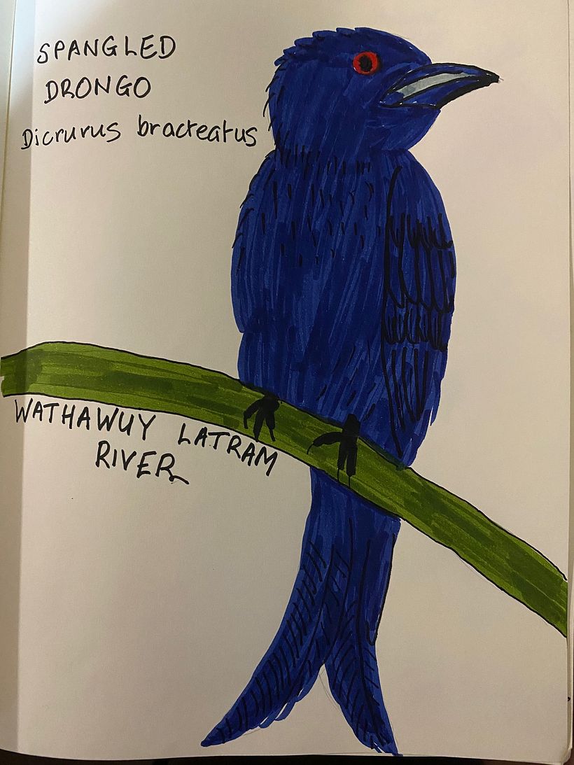 One of my favourite birds