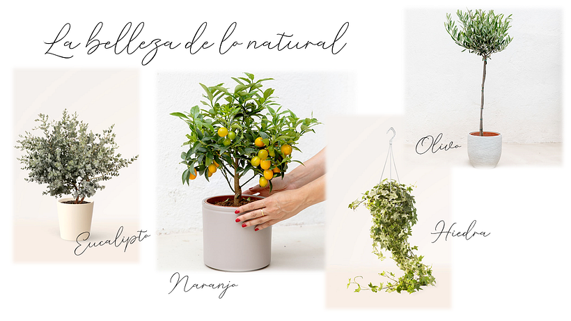 Mi proyecto del curso: Diseño de interiores con madera de inspiración japonesa 8