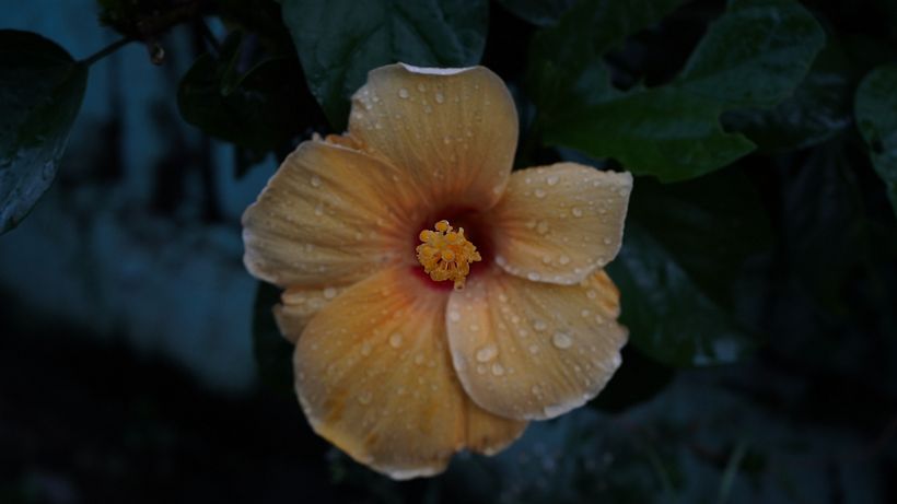 My project for course: Landscape and Nature Photography 2
