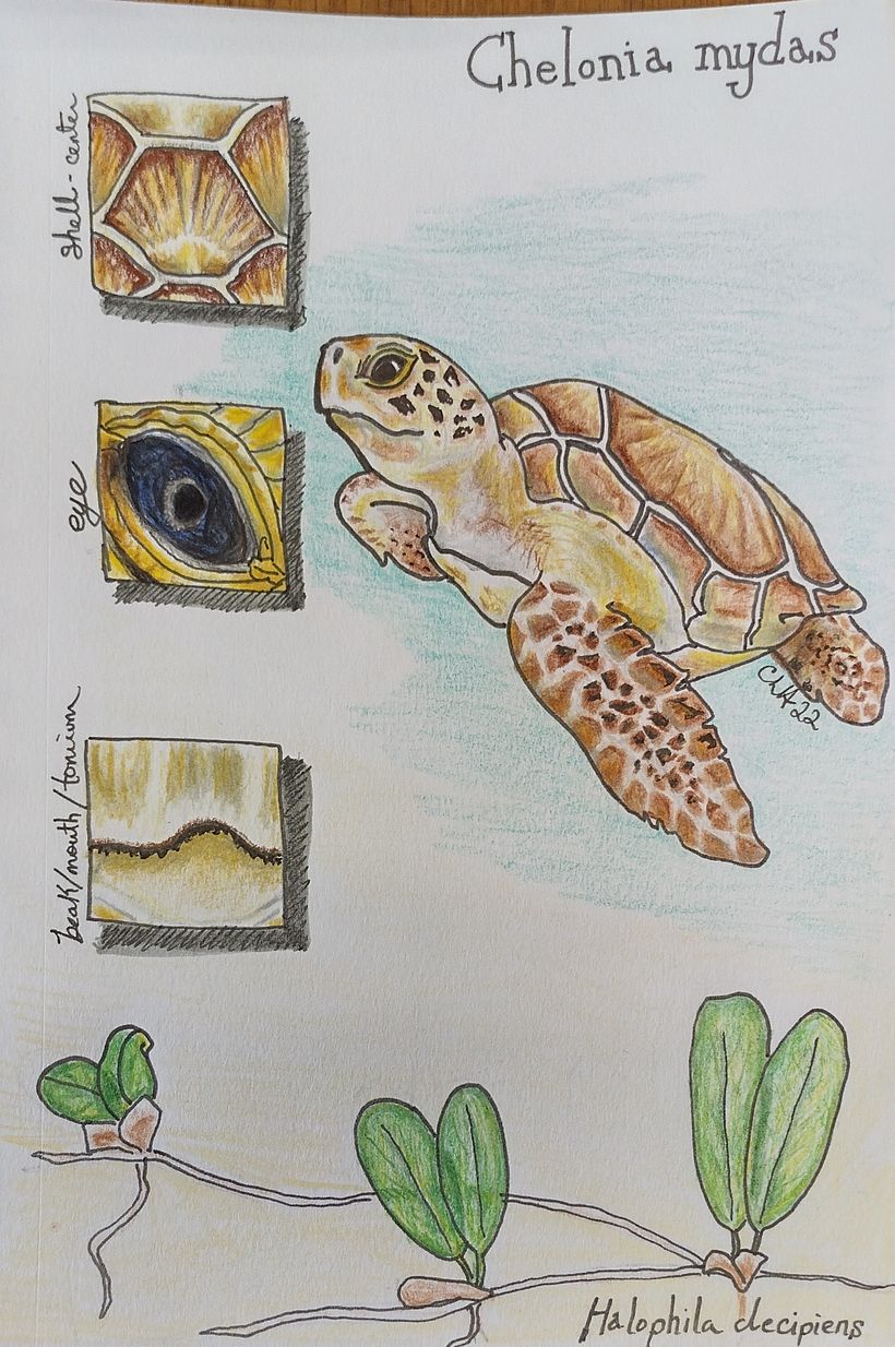 This is the first real drawing I did in this class. :)