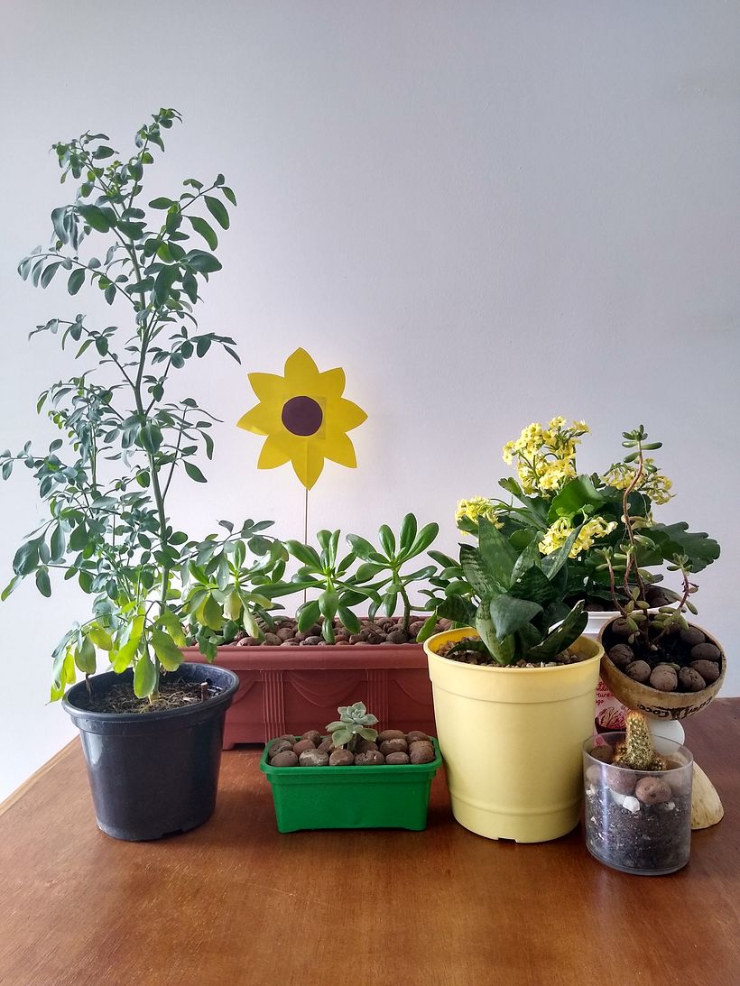 Meu projeto do curso: Fotografia profissional para Instagram 2