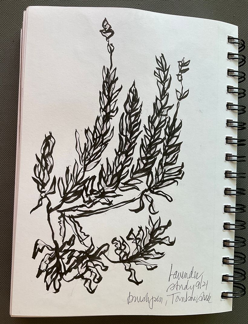 A study for the final watercolor 