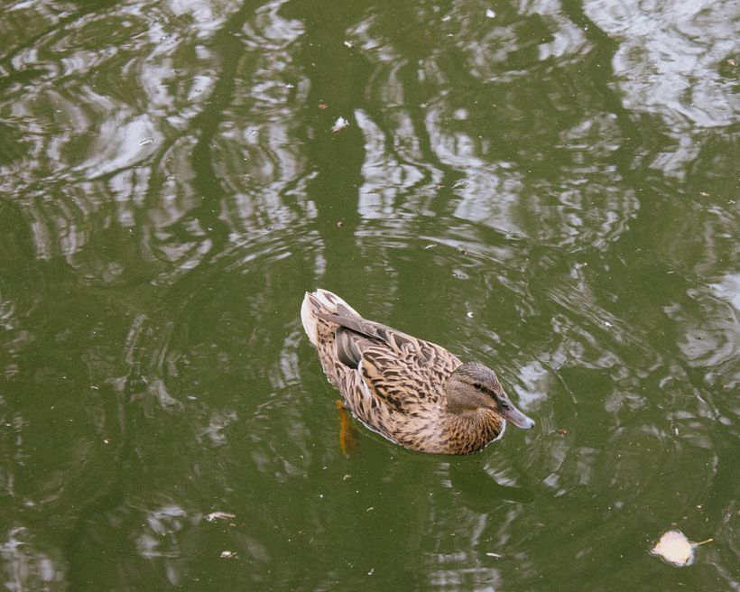 A walk in the Park - Photography