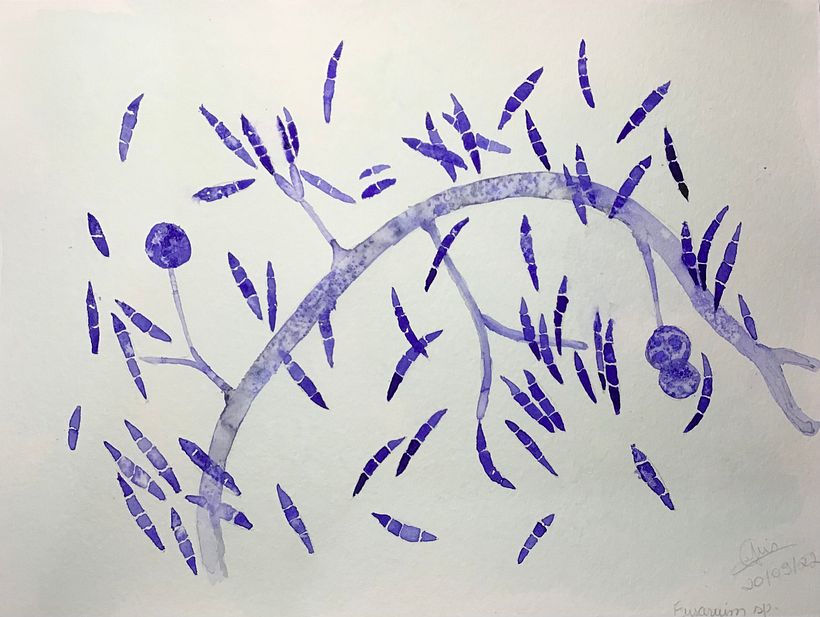 Fusarium sp.