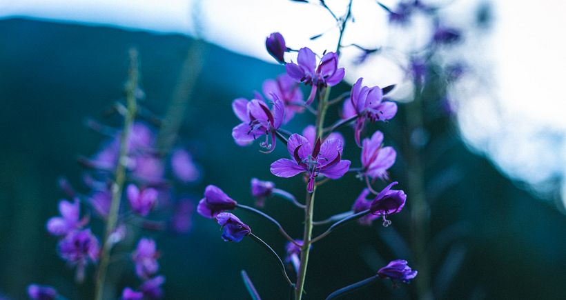 Mi proyecto del curso: Fundamentos y técnicas de fotografía moderna de naturaleza 3
