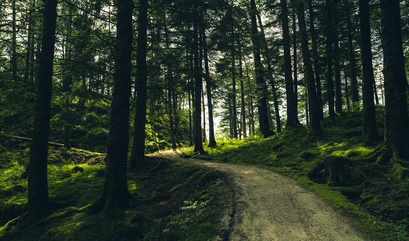 Mi proyecto del curso: Fundamentos y técnicas de fotografía moderna de naturaleza 4