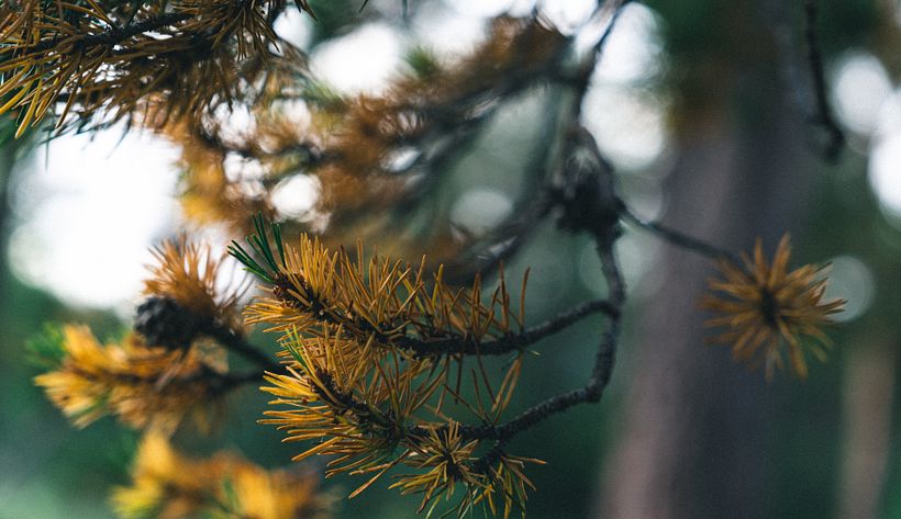 Mi proyecto del curso: Fundamentos y técnicas de fotografía moderna de naturaleza 5