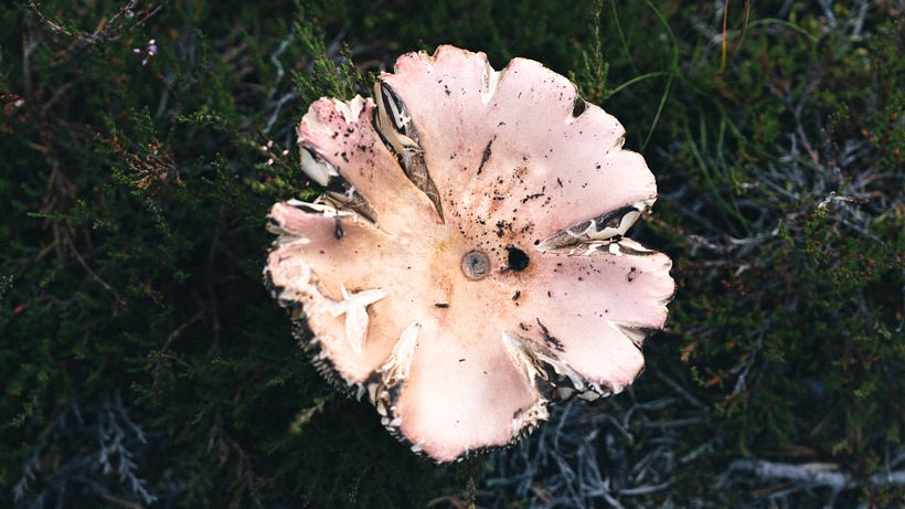 Mi proyecto del curso: Fundamentos y técnicas de fotografía moderna de naturaleza 6