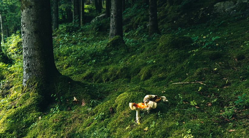 Mi proyecto del curso: Fundamentos y técnicas de fotografía moderna de naturaleza 7