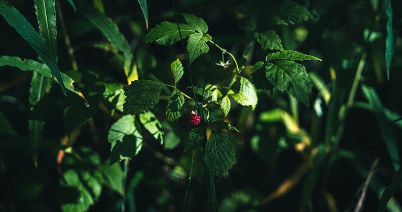 Mi proyecto del curso: Fundamentos y técnicas de fotografía moderna de naturaleza 8