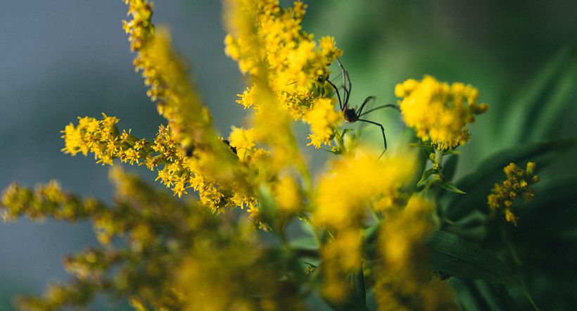 Mi proyecto del curso: Fundamentos y técnicas de fotografía moderna de naturaleza 10