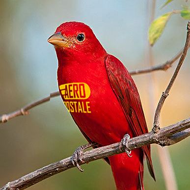 Aero Postale,programa radial.Solo versiones.Mixcloud.com/alperoni 7