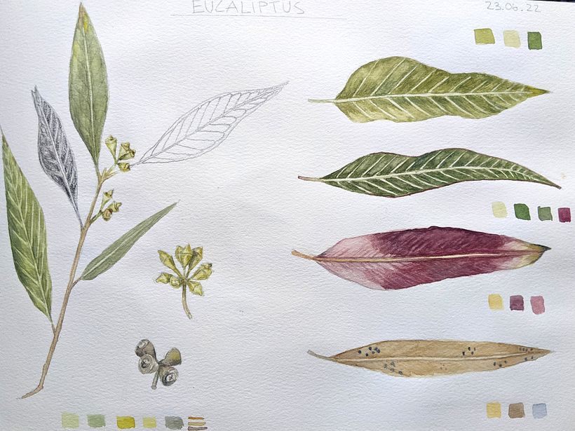 Cuaderno botánico  7