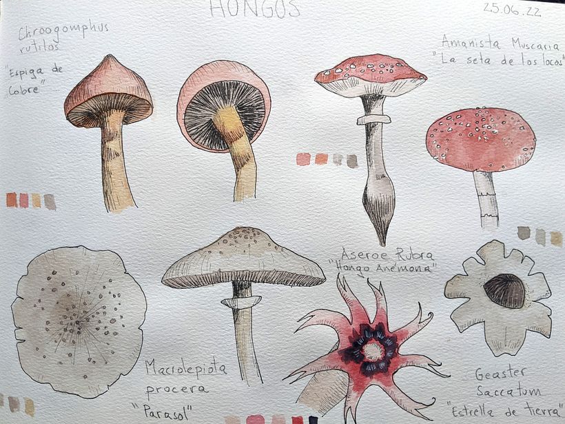 Cuaderno botánico  8