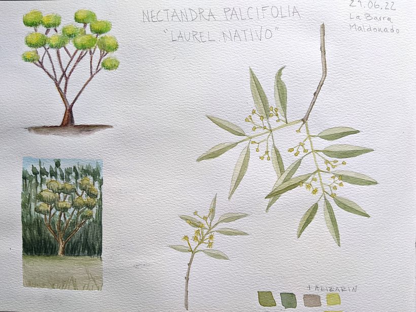 Cuaderno botánico  10