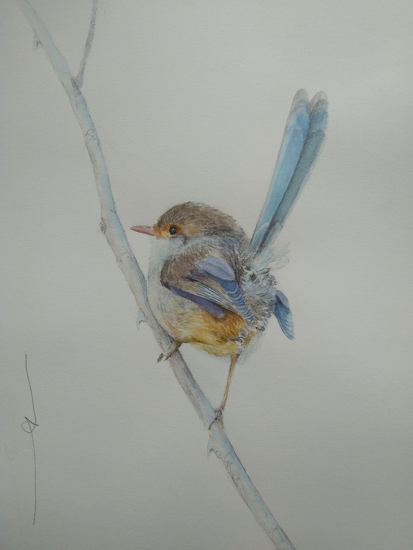 Female Superb Fairy Wren 