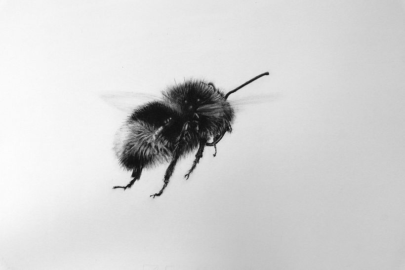 Charcoal bumble bee