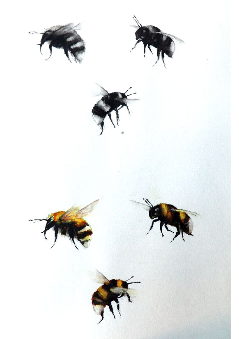 Bees Practice black and white and colour