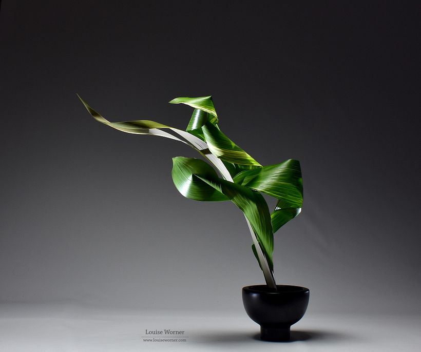 Using leaves only - Final Project