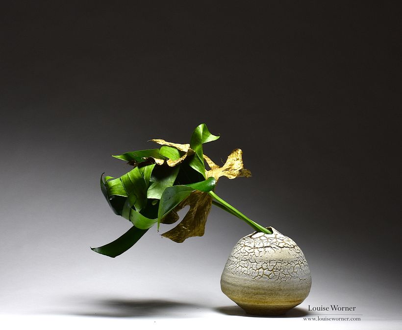 Creating forms with fresh and dry Monstera leaves 