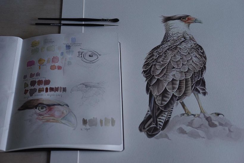 Carancho / Crested caracara 5