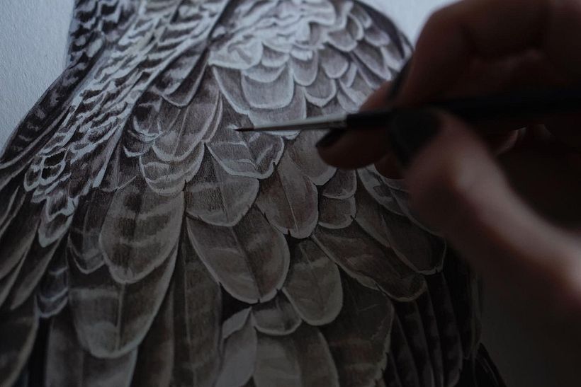 Carancho / Crested caracara 4