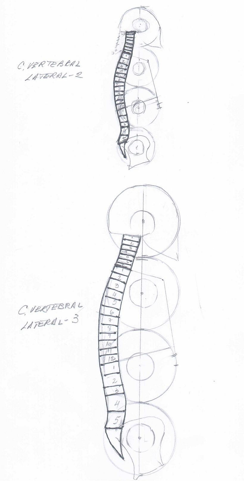 UIII - COLUMNA VERTEBRAL LATERAL -2 Y 3
