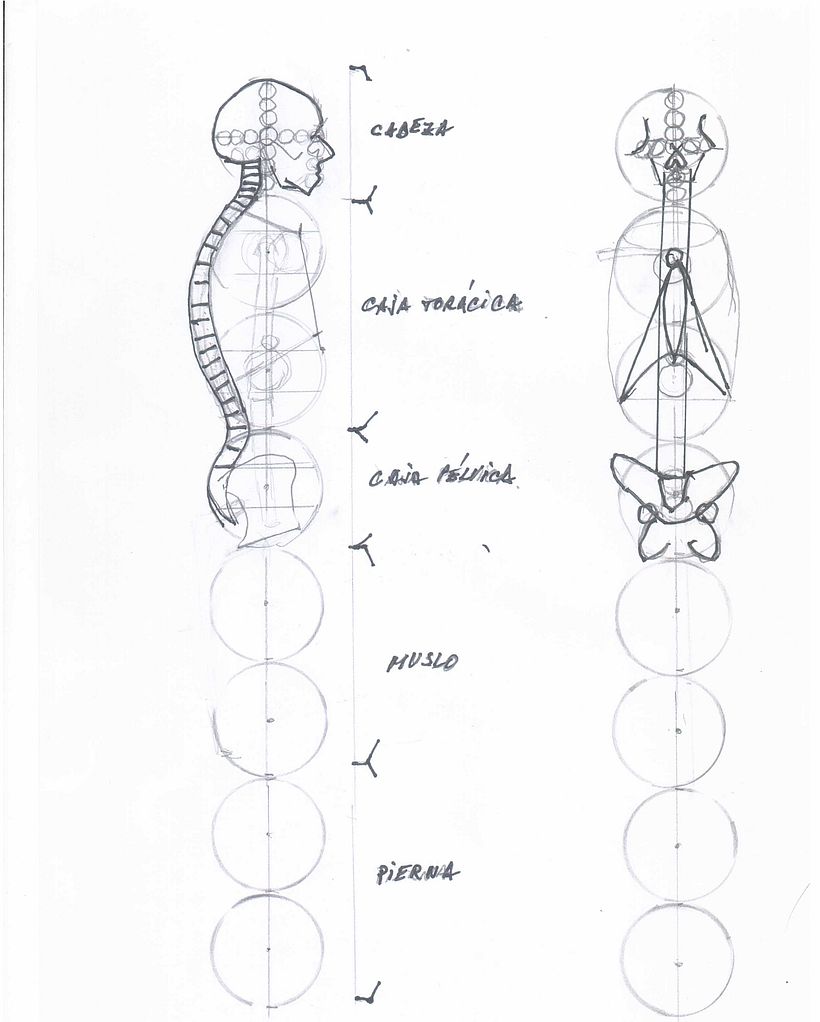UIII - CABEZA Y CAJA TORÁCICA Y PELVICA - 1