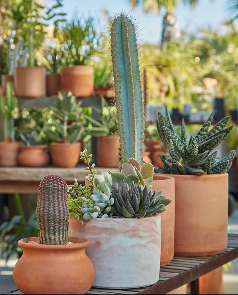 Macetas para Flora Grubb Gardens 9