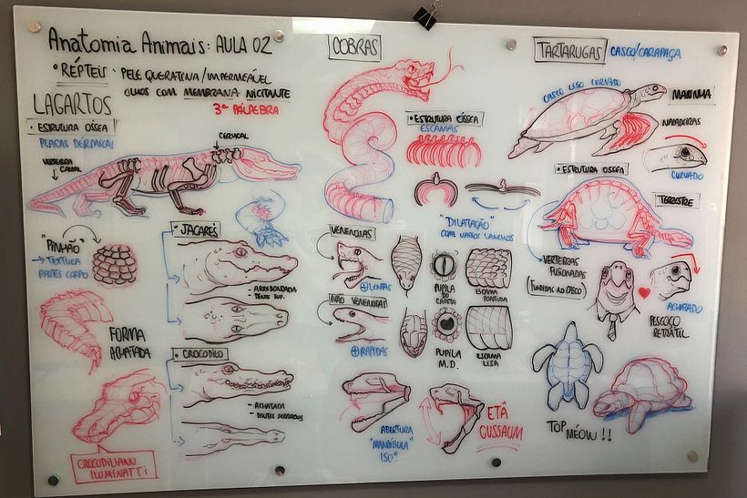 Lousa - Anatomia de Animais (Repteis)