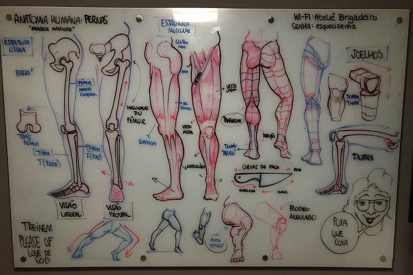 Lousa - Anatomia de Animais (Anatomia Humana - Pernas)