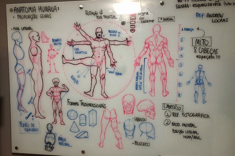 Lousa - Anatomia de Animais (Anatomia Humana - Proporções gerais)