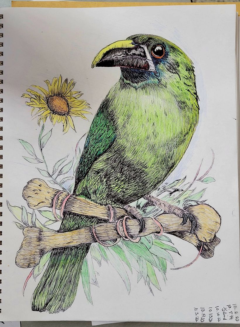 My project for course: Naturalist Illustration with Ballpoint Pen  2