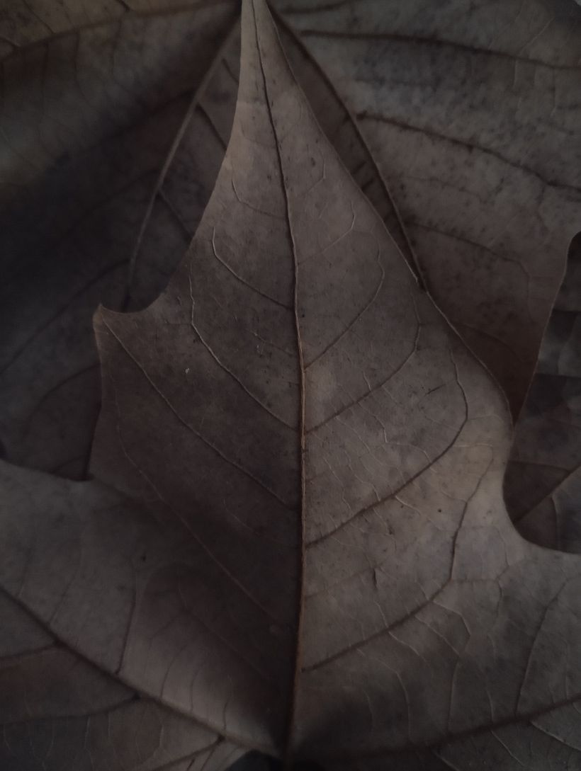Textura 2
