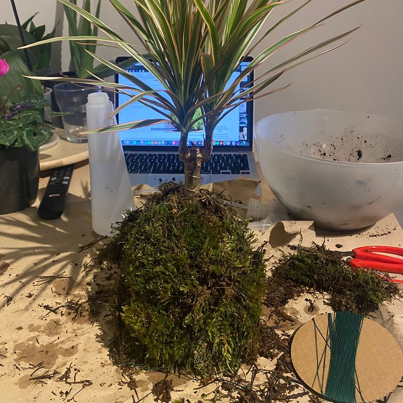 MI KOKEDAMA 1
