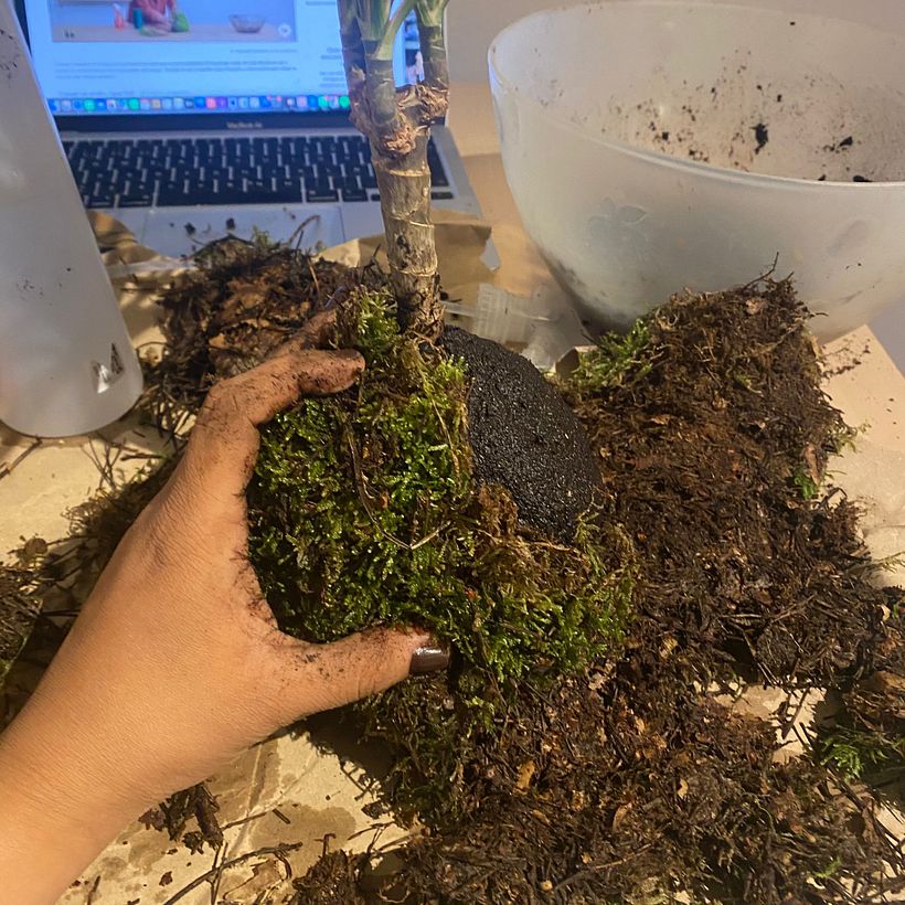 MI KOKEDAMA 2