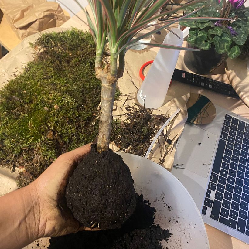 MI KOKEDAMA 3
