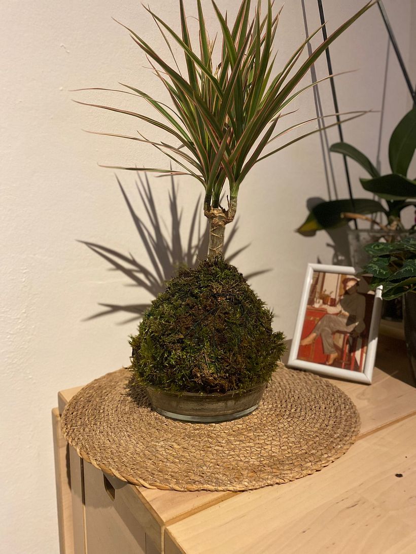 MI KOKEDAMA 4