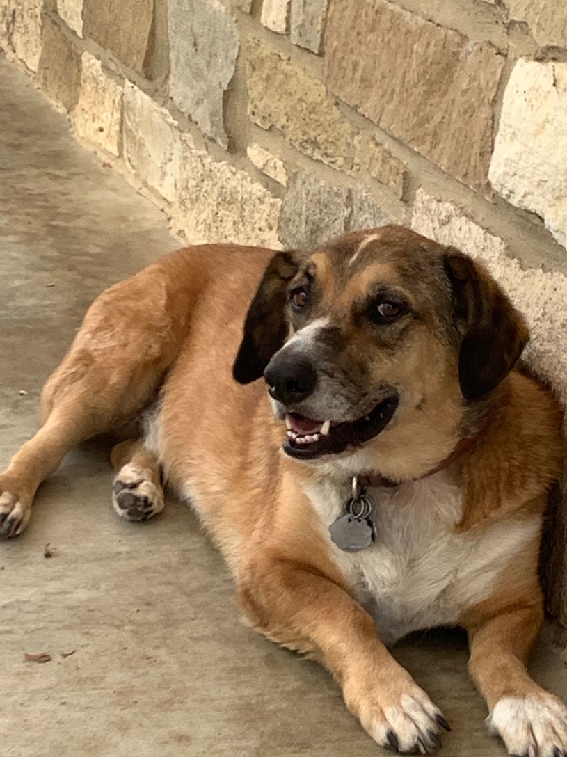 Jake on our front porch - original picture