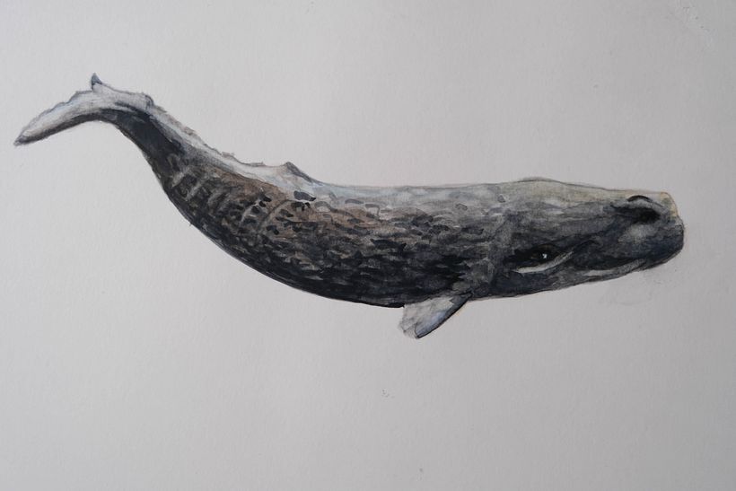 My project for course: Naturalist Illustration Techniques: Whales in Watercolor 2