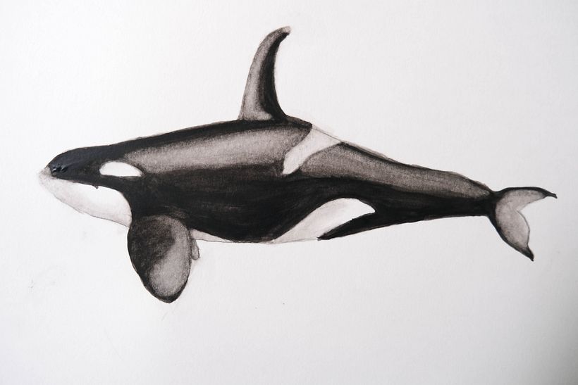 My project for course: Naturalist Illustration Techniques: Whales in Watercolor 2